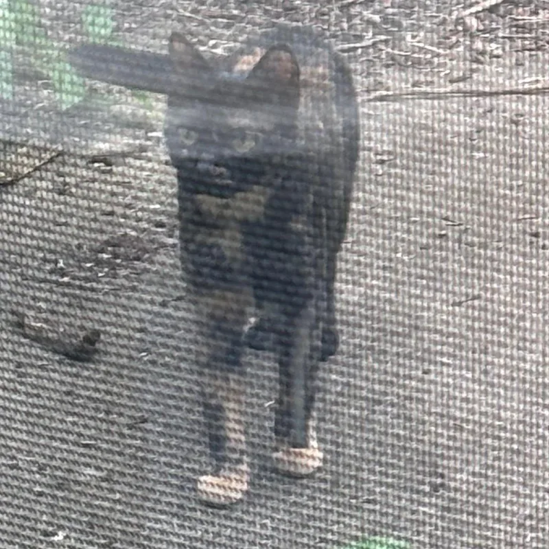 An adult small-sized female Tortoiseshell Domestic Short Hair cat named Found on Crescent Ln for adoption in Rochester, MN