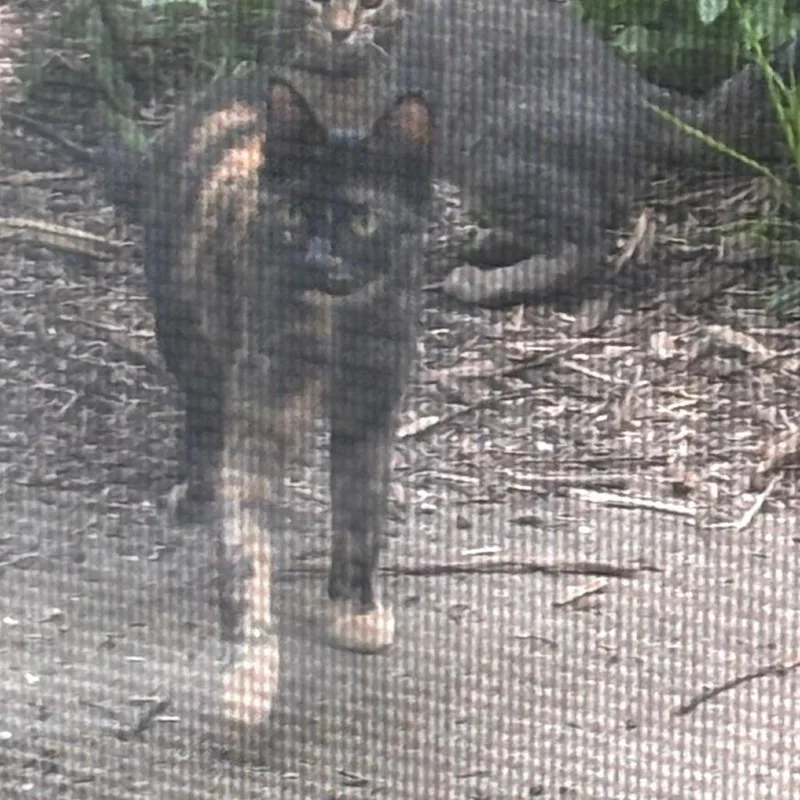Found on Crescent Ln thumbnail 2