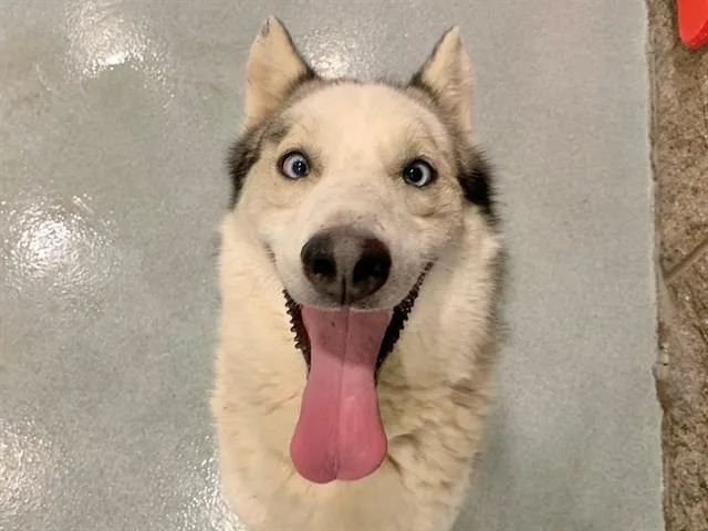 An adult medium-sized male White / Cream Siberian Husky dog named SAVE ME PLEASE Bruno for adoption in San Marcos, CA