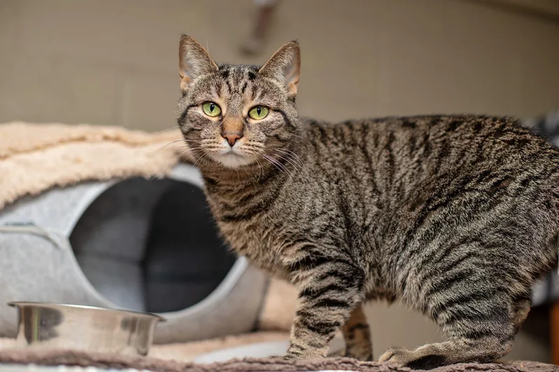 An adult medium-sized female Domestic Short Hair cat named Sienna for adoption in Landenberg, PA