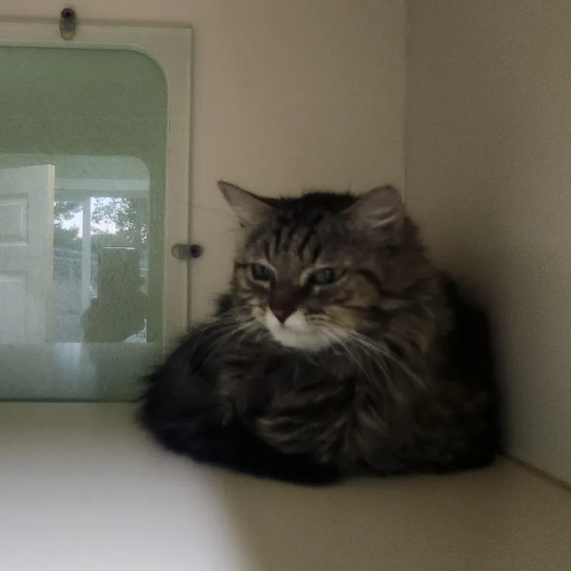 An adult medium-sized female Brown / Chocolate Domestic Long Hair cat named Ms. Pacman for adoption in Pullman, WA