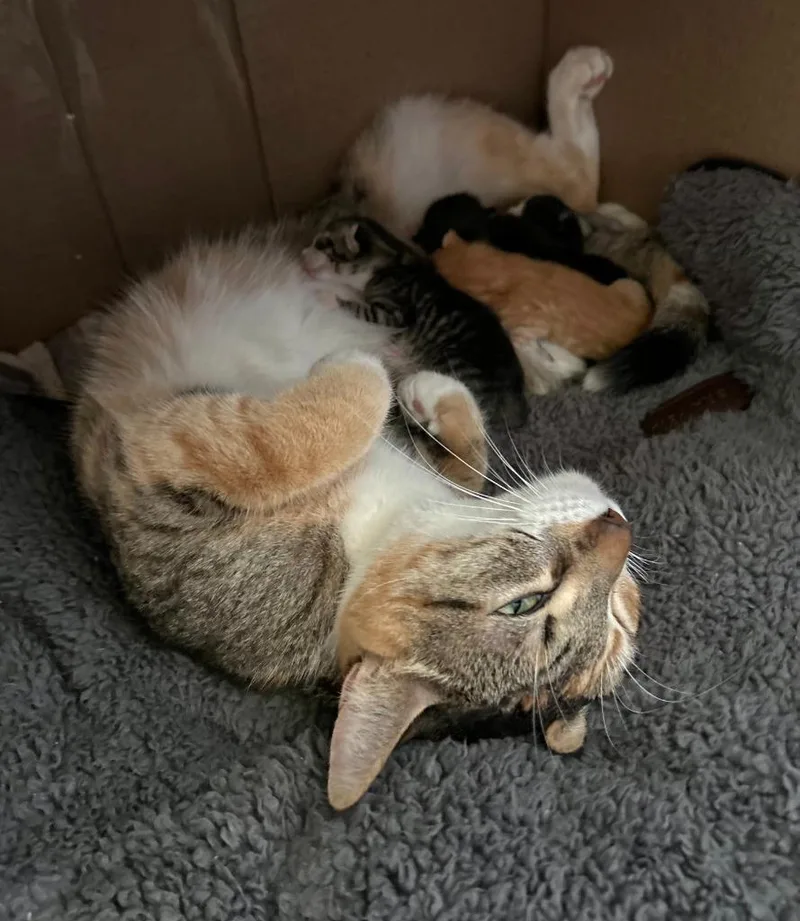 A baby small-sized female Calico cat named Winnie for adoption in Liverpool, NY