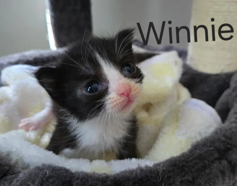 Winnie thumbnail 3