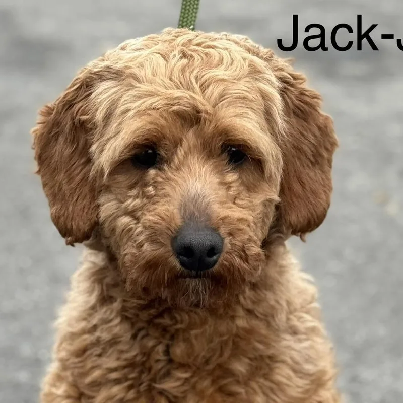 A young small-sized male Red / Chestnut / Orange Goldendoodle dog named Jack for adoption in Ashland, OH