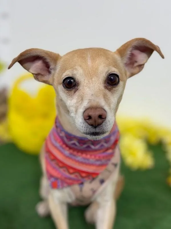 A young small-sized female Yellow / Tan / Blond / Fawn Chihuahua dog named Olive for adoption in Carlsbad, CA