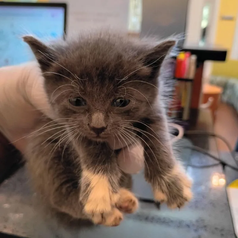 A baby small-sized female Gray / Blue / Silver Domestic Short Hair cat named Lil Tunechi for adoption in Lynchburg, VA