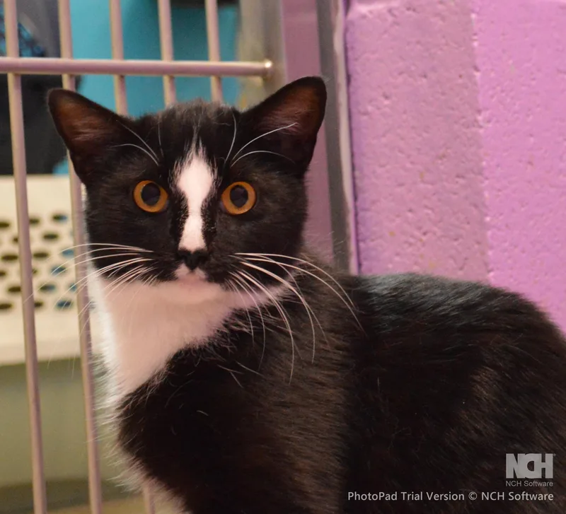 A young medium-sized female Black & White / Tuxedo Domestic Short Hair cat named Clearwater for adoption in House Springs, MO