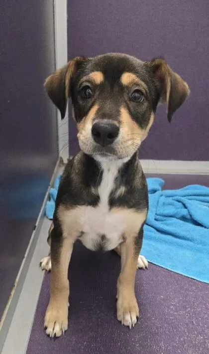A baby medium-sized female Retriever dog named Lexie for adoption in East Brookfield, MA