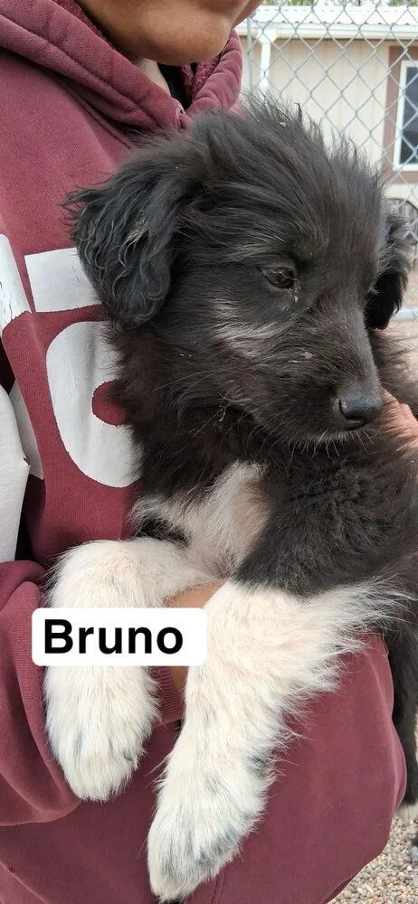A baby medium-sized male Tricolor (Brown, Black, & White) Australian Shepherd dog named Bruno for adoption in Lafayette, CO