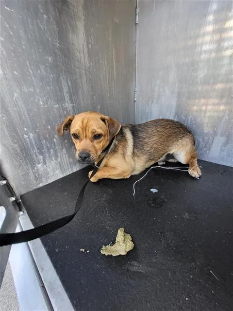 A young small-sized male Terrier dog named Grumpy for adoption in San Antonio, TX