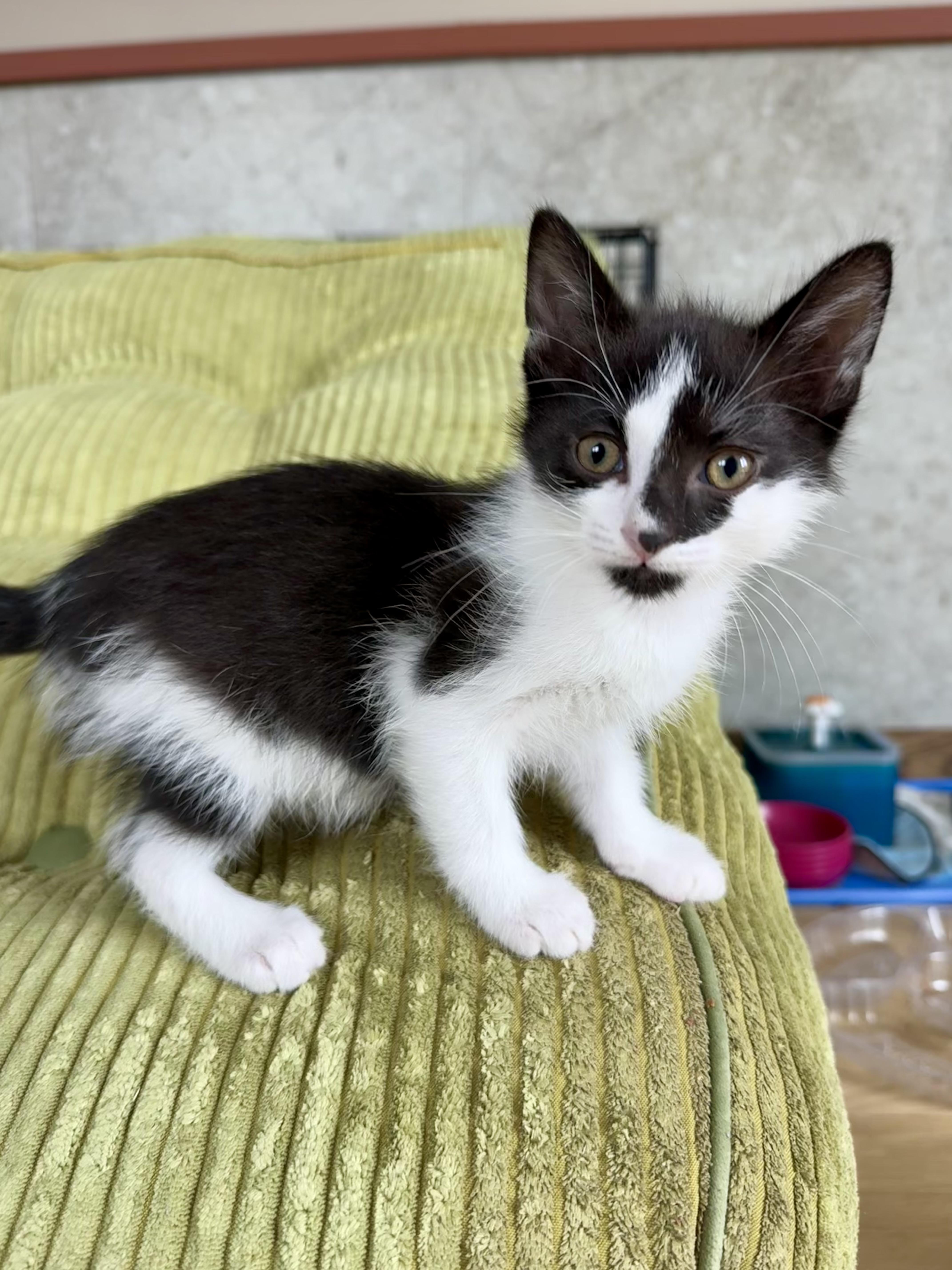 A baby medium-sized male Black & White / Tuxedo Domestic Short Hair cat named Tajin for adoption in Milwaukee, WI