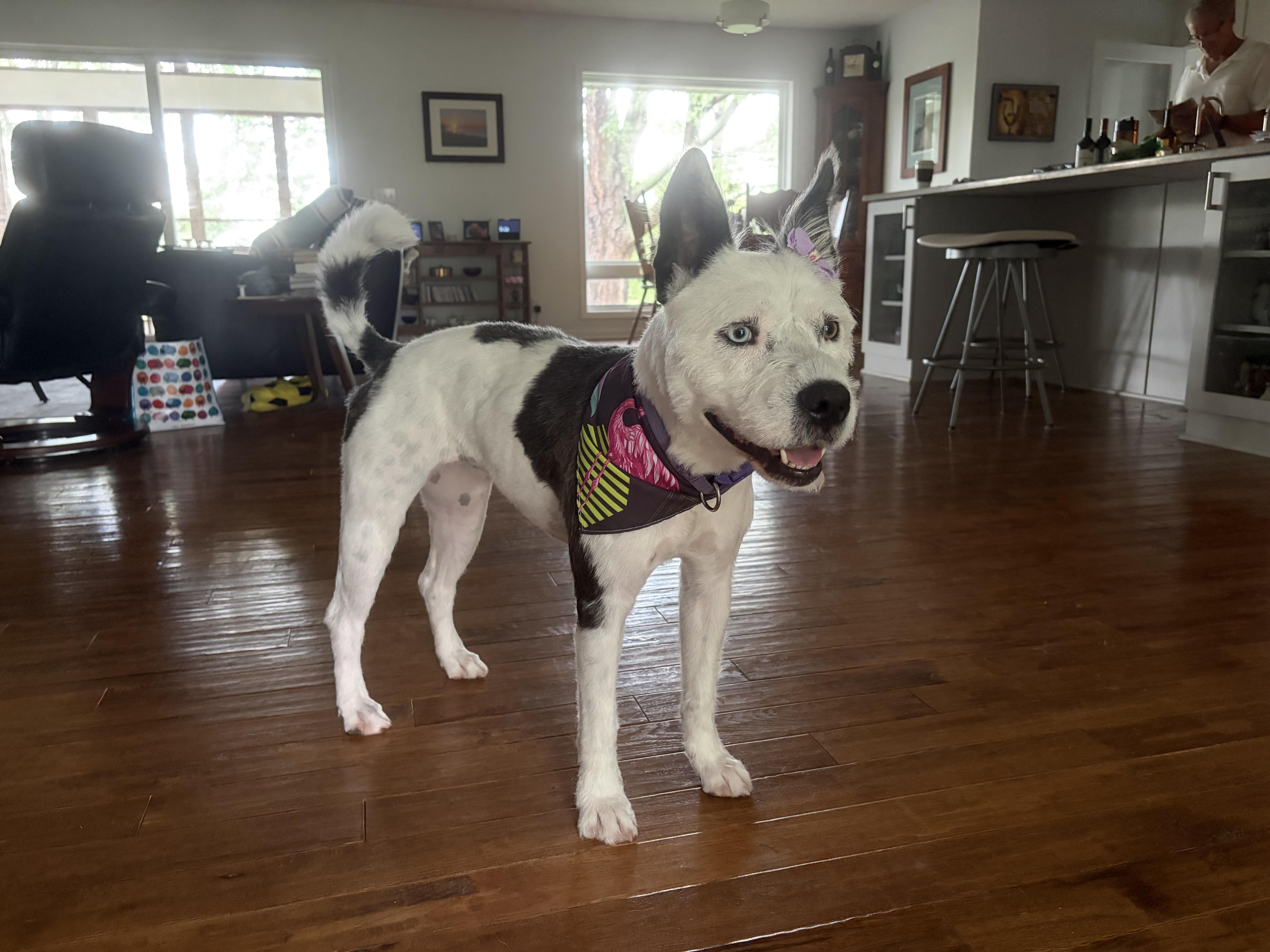 An adult medium-sized female Black Mixed Breed dog named Piper for adoption in Seward, NE