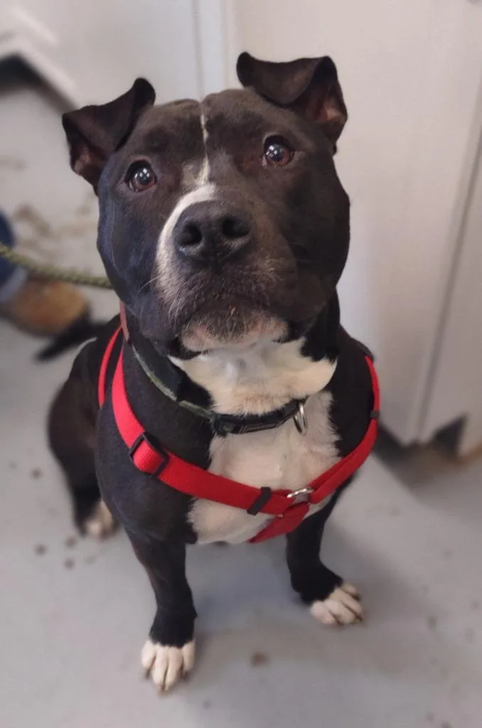 An adult large-sized male Black Pit Bull Terrier dog named Chucky for adoption in Frankfort, KY
