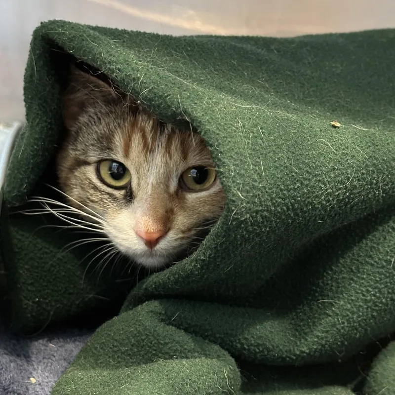 A young medium-sized female Torbie Domestic Short Hair cat named Lettie for adoption in Matteson, IL