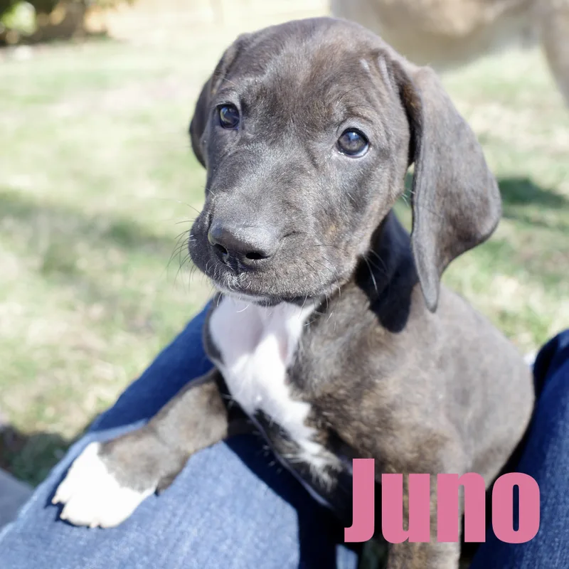 Juno