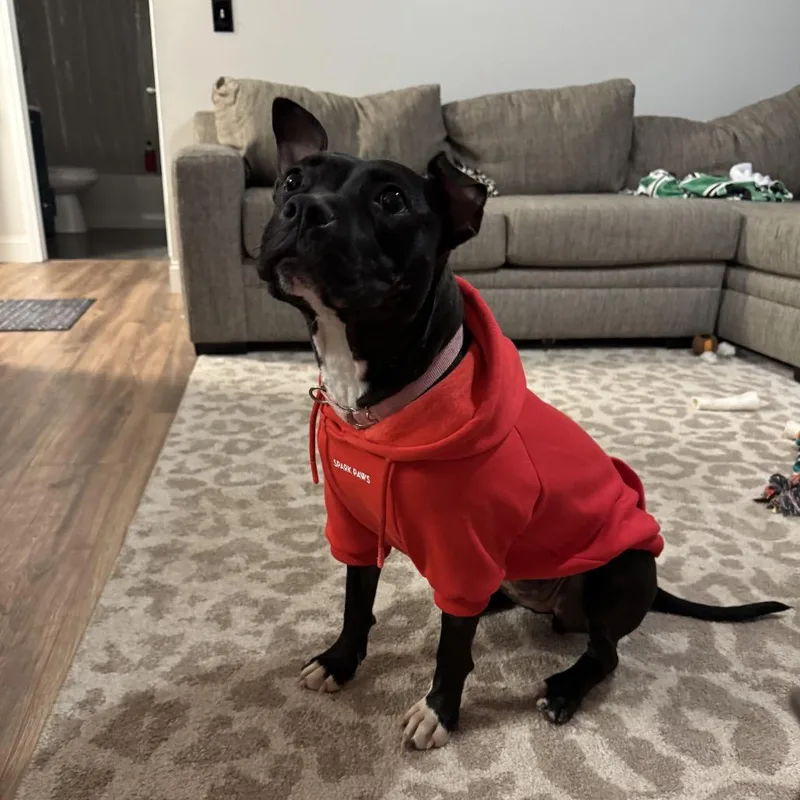 An adult medium-sized female Black Mixed Breed dog named Mimi for adoption in Springboro, OH
