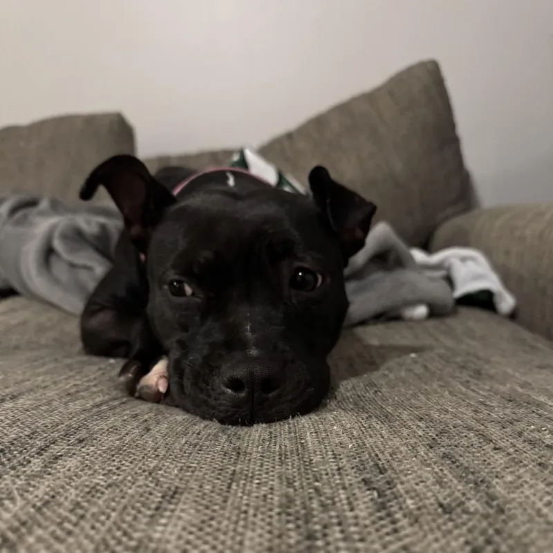 Mimi thumbnail 6