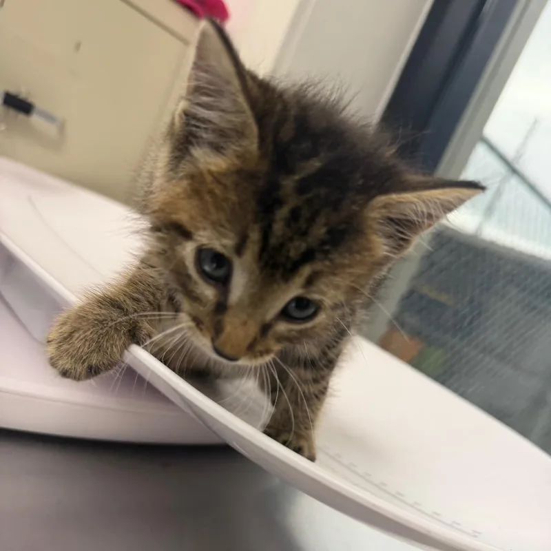 A baby small-sized male Gray / Blue / Silver Domestic Medium Hair cat named Sir Fluffington Butter Paws for adoption in Columbiana, AL