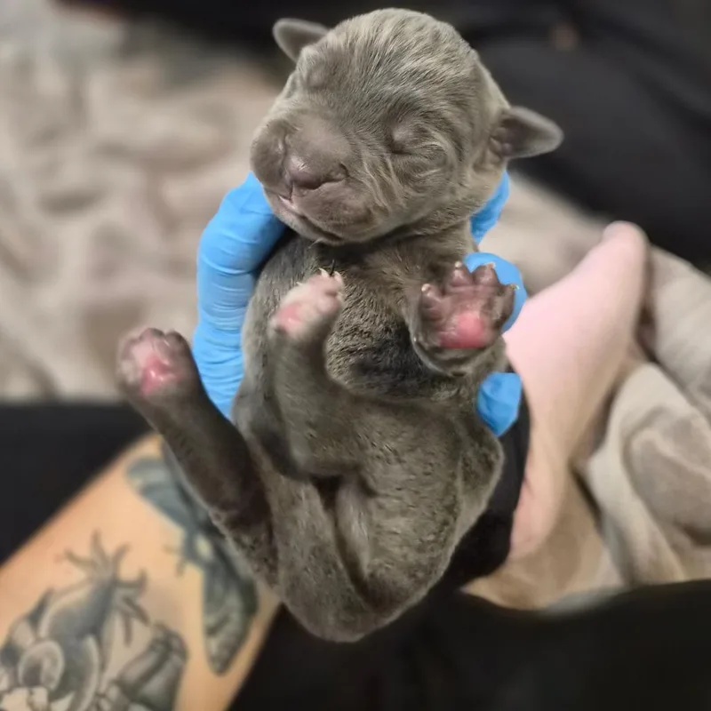 A baby large-sized female Gray / Blue / Silver Cane Corso dog named Affogato for adoption in Wahiawa, HI