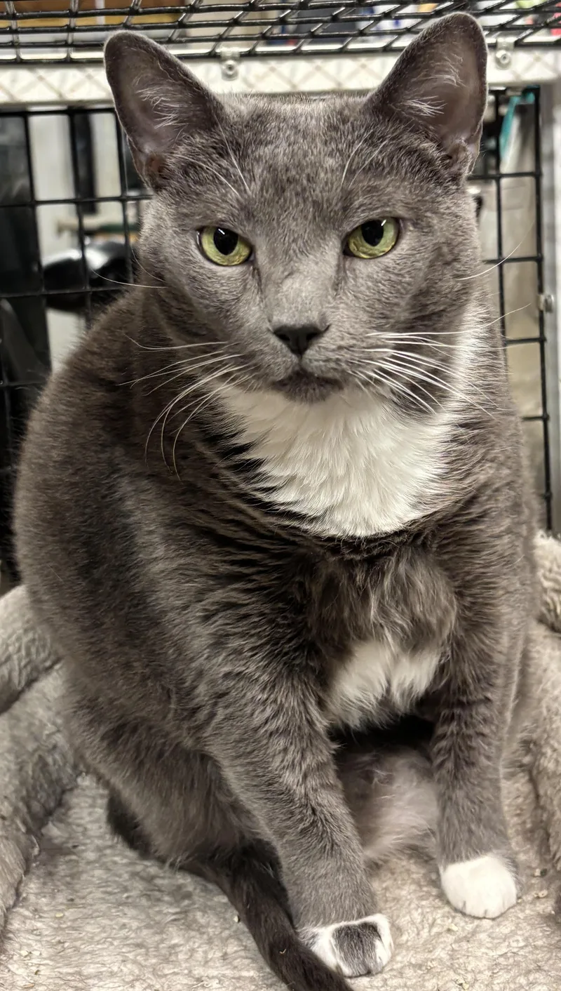 An adult medium-sized female Gray & White Domestic Short Hair cat named Ash for adoption in Centreville, VA