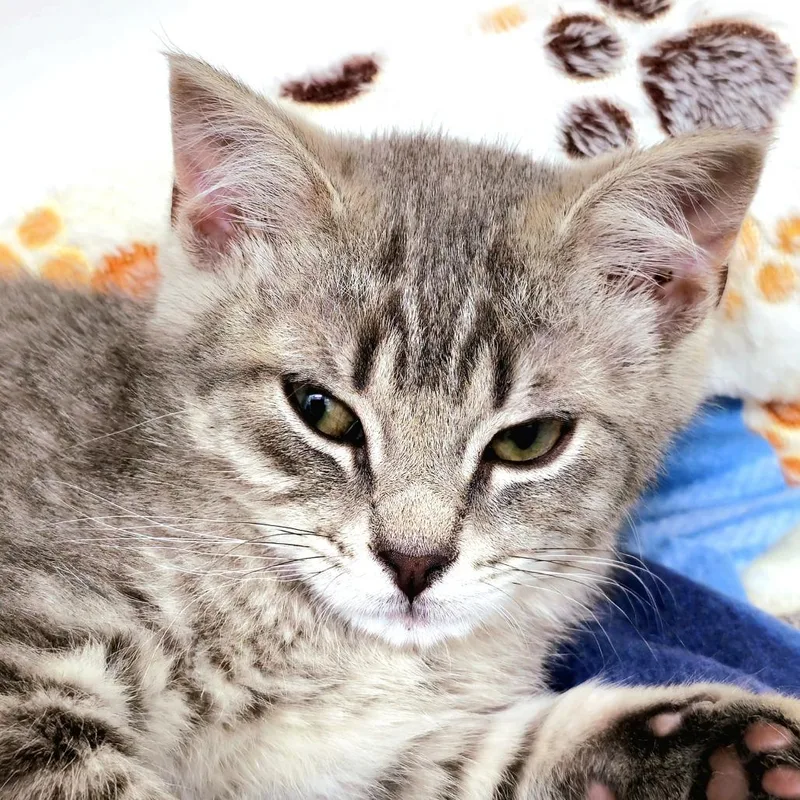 A baby small-sized female Domestic Short Hair cat named Sprinkle for adoption in Cumming, GA