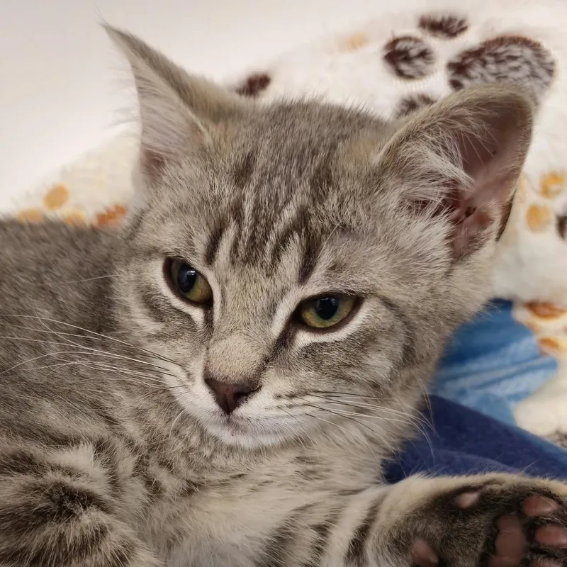 Sprinkle thumbnail 2