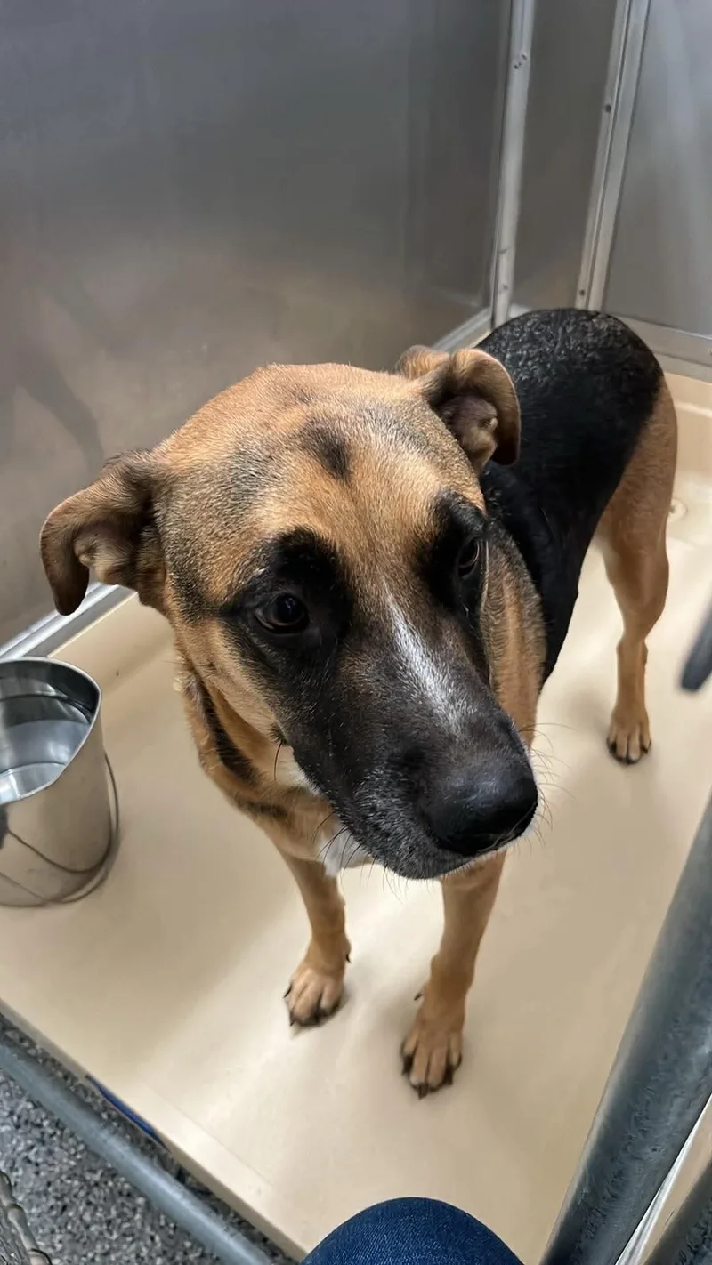 An adult medium-sized male German Shepherd Dog dog named Cambam for adoption in Burgaw, NC