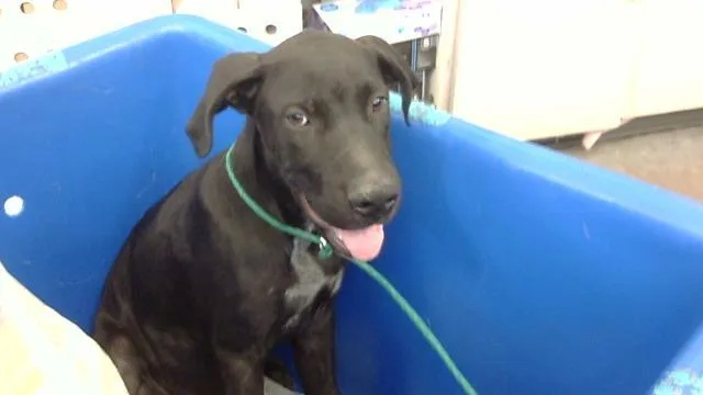 A baby large-sized male Mixed Breed dog named Julian for adoption in Dallas, TX