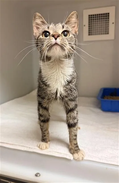 A young medium-sized female Domestic Short Hair cat named Giada for adoption in Statesville, NC