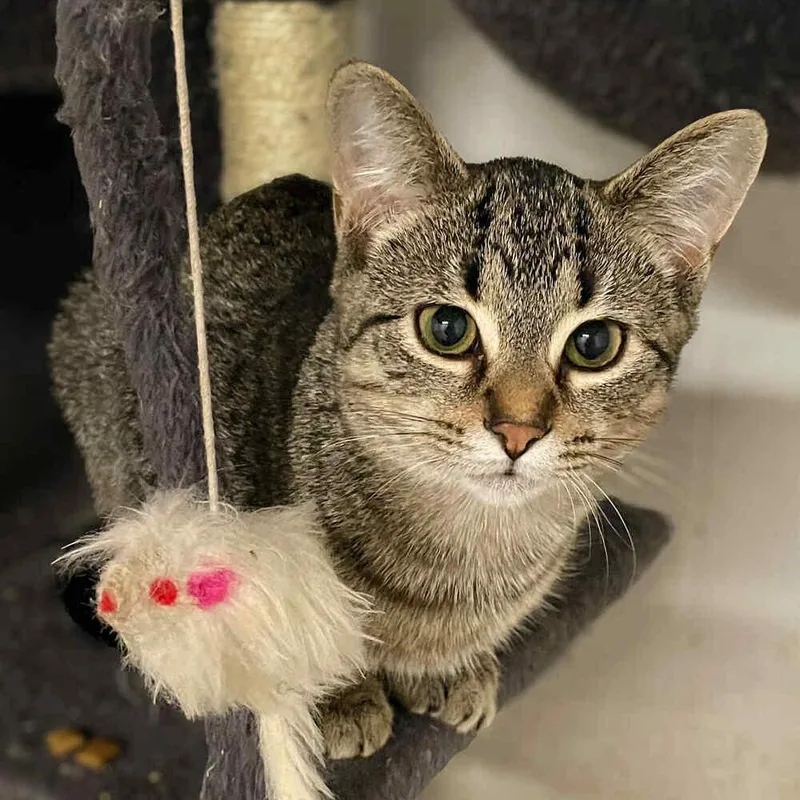 Skylar Vi thumbnail 2