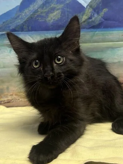 A young small-sized male Domestic Short Hair cat named Todd for adoption in San Antonio, TX