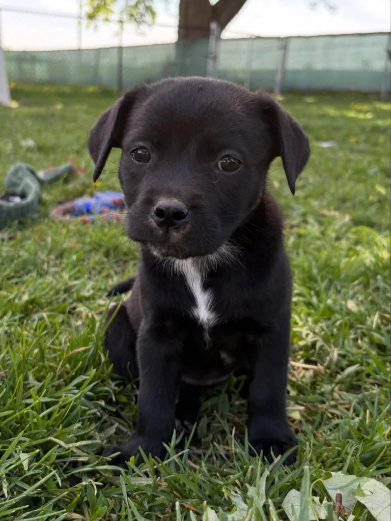 A baby medium-sized female Mixed Breed dog named Tom for adoption in sun prairie, WI