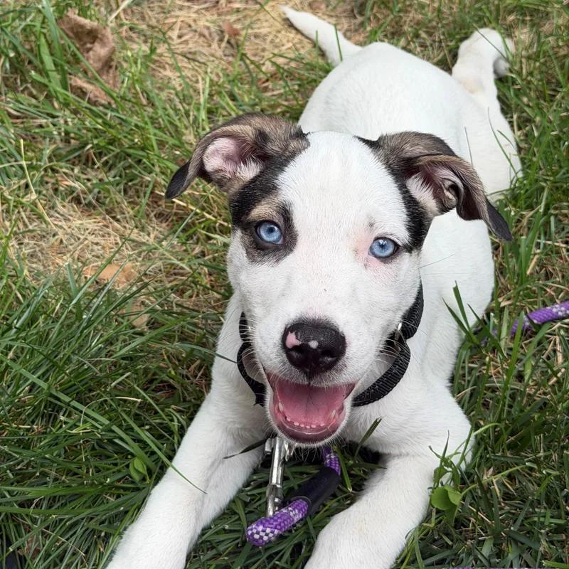 A baby medium-sized male White / Cream Hound dog named Santiago Surprise  LOCAL for adoption in Andover, MA