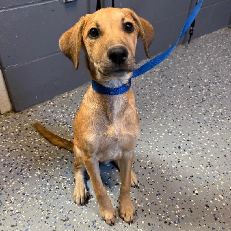 A baby small-sized female Brown / Chocolate Hound dog named TUSCStray_ for adoption in Tuscaloosa, AL