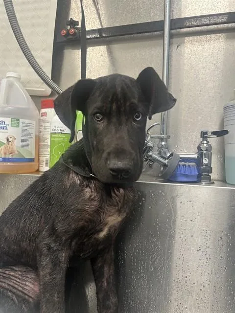 A baby small-sized female Labrador Retriever dog named Kookaburra for adoption in Colorado Springs, CO