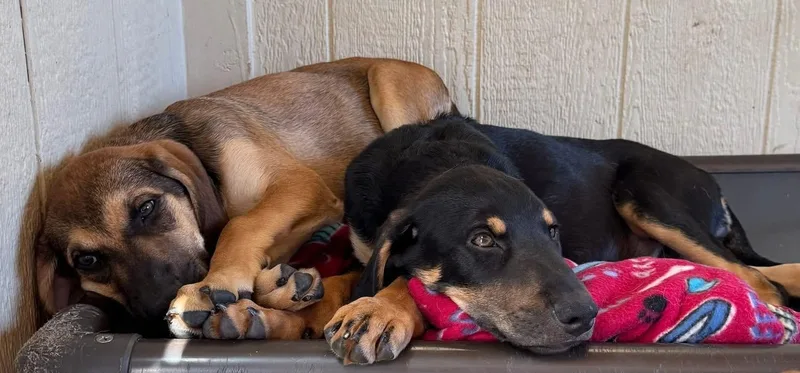 A young large-sized male Hound dog named Smith for adoption in Southlake, TX