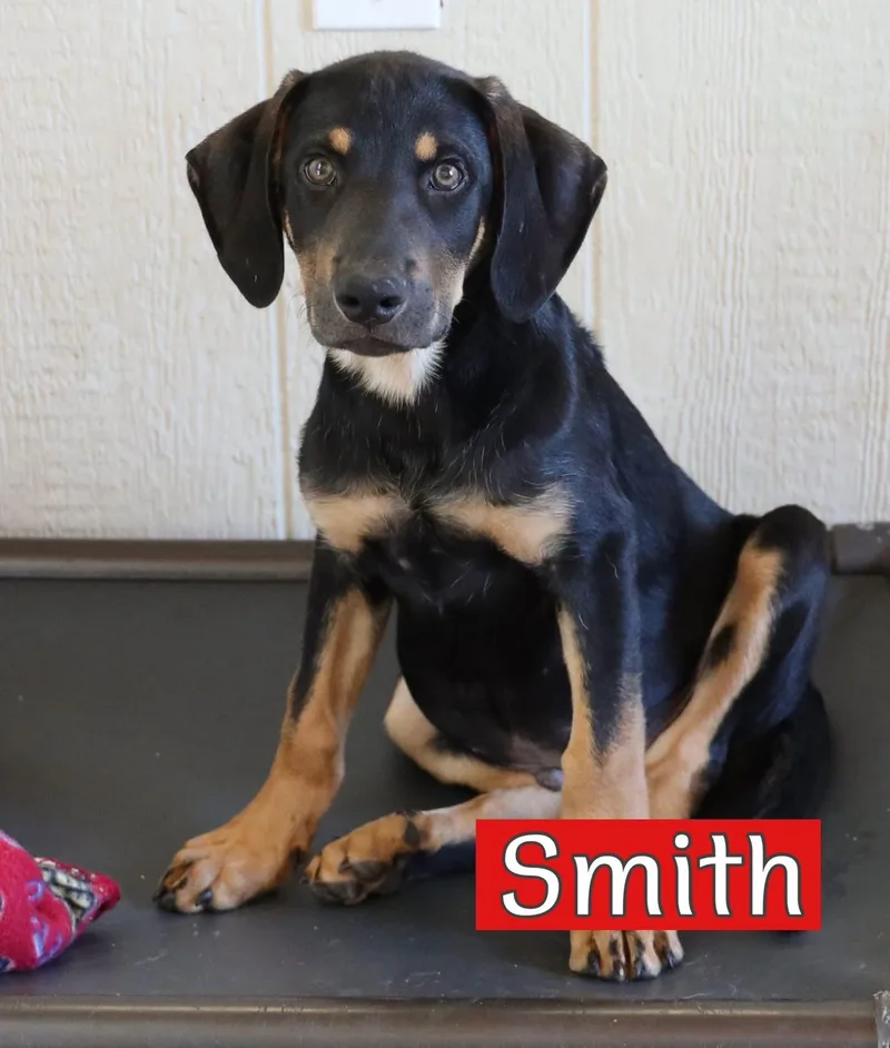 Smith thumbnail 3