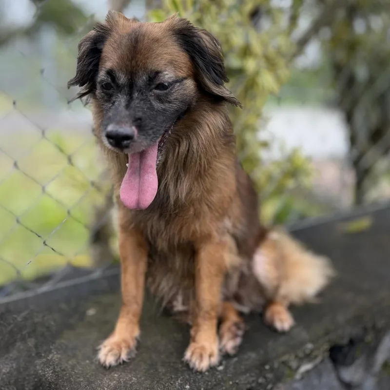 An adult medium-sized female Brown / Chocolate Mixed Breed dog named Kulei for adoption in Keaau, HI