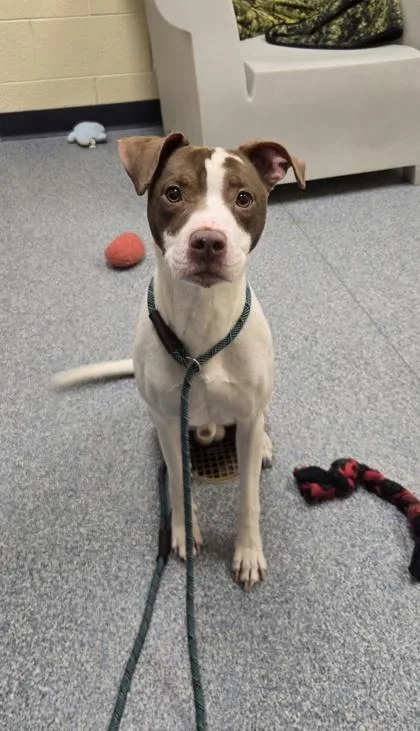 An adult large-sized male Pit Bull Terrier dog named Steve The Pirate for adoption in Westland, MI