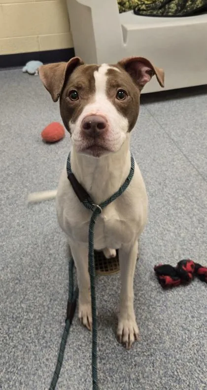 Steve The Pirate thumbnail 2