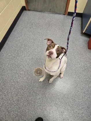 Steve The Pirate thumbnail 3