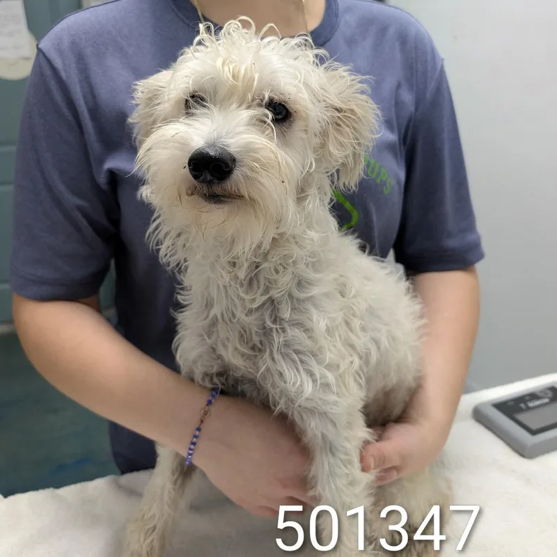 Minty thumbnail 2
