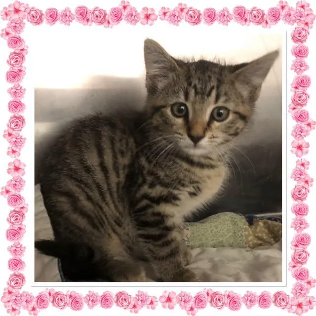 A baby small-sized female Tabby (Gray / Blue / Silver) Domestic Short Hair cat named Macy for adoption in Buckhannon, WV