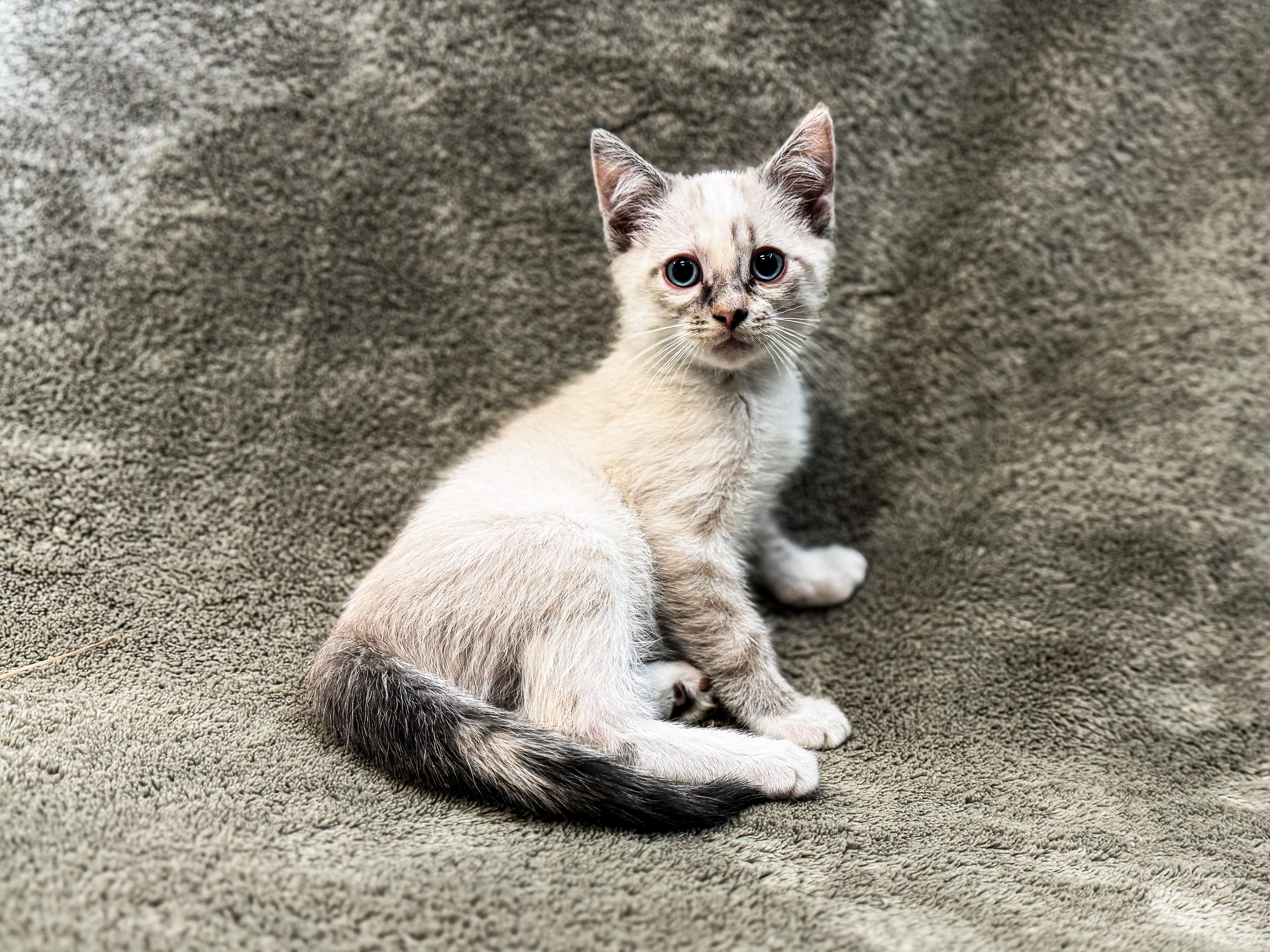 A young small-sized female Domestic Short Hair cat named Teak for adoption in Buffalo, MN
