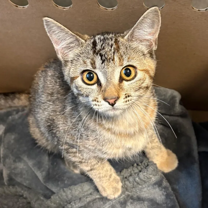 A baby small-sized female Torbie Domestic Short Hair cat named Hua Hua for adoption in Pasadena, CA