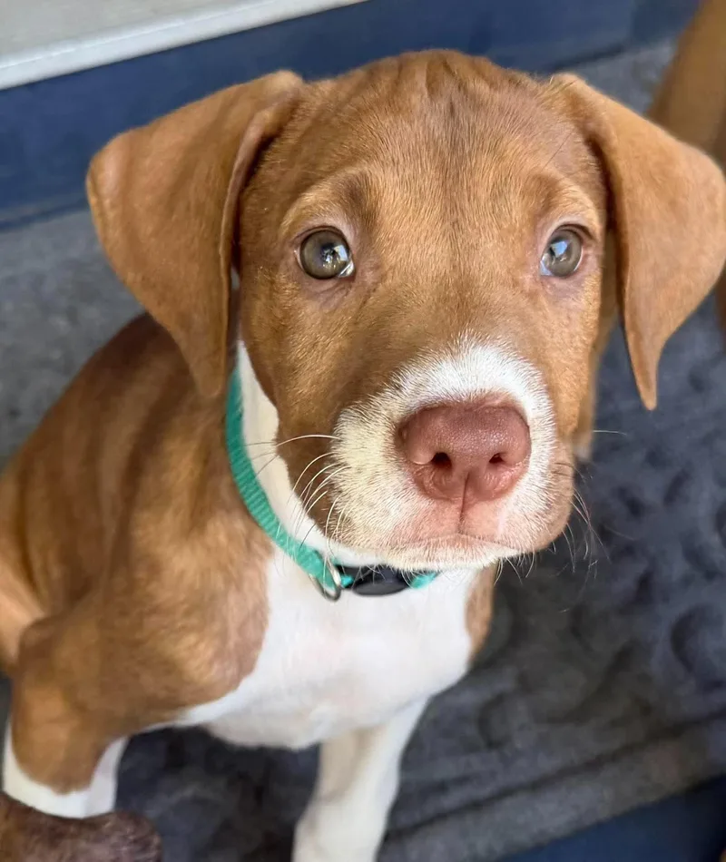 A baby medium-sized female Pit Bull Terrier dog named Daffodil for adoption in Lutz, FL