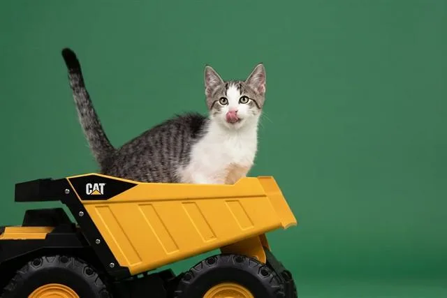 A baby small-sized male Domestic Short Hair cat named Kiwi for adoption in Belleville, IL