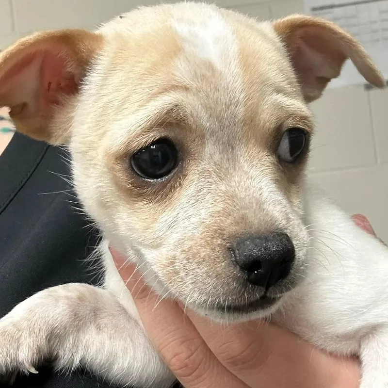 A baby small-sized male Yellow / Tan / Blond / Fawn Chihuahua dog named Chip for adoption in Manhattan, KS