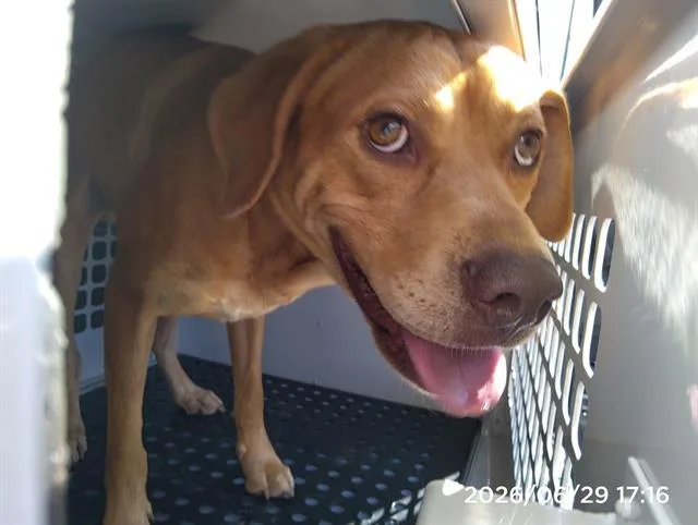 An adult medium-sized male Labrador Retriever dog named A for adoption in Charlotte, NC