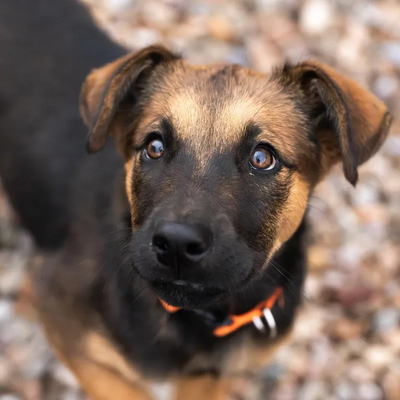 A baby small-sized male Brown / Chocolate Mixed Breed dog named Pinon for adoption in Moab, UT